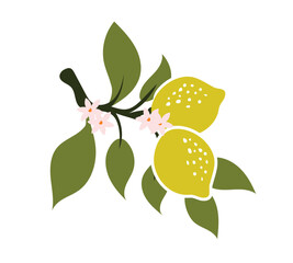  Hand-Drawn LEMON.. Vector Illustration of Citrus Fruits with Leaves and Flowers. Ideal for Patterns, Cards, and Fabric