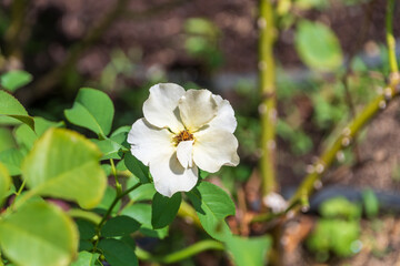 白いバラの花