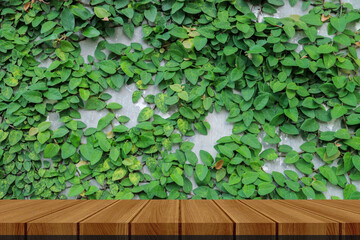 Green climbing fig vines covering a white concrete wall. Ideal for backgrounds, textures, naturethemed designs, ecofriendly concepts, and gardenrelated projects.