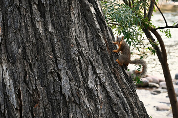 Squirrel Perched on a Tree
