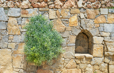 Ancient stone wall with green plant in Greece