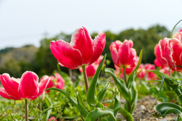 赤と白の縁取りが美しいチューリップの花畑