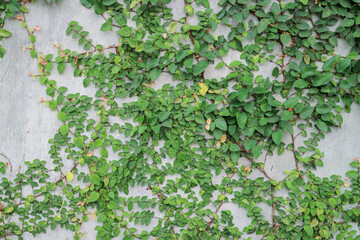Background of concrete wall with dense green creeping fig vines, ideal for ecofriendly or naturethemed designs and concepts.