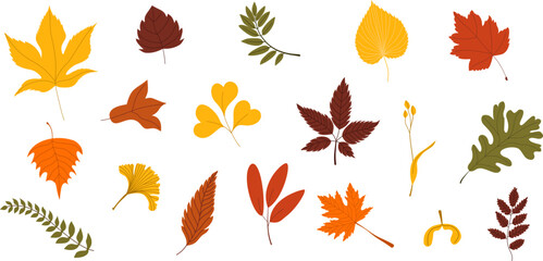 Obraz premium Set of autumn leaves from different trees, oak, maple, chestnut, ash, birch. Colorful autumn leaves of different shapes and shades. Seasonal autumn design elements, isolated on white background. Simpl