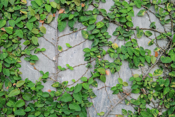 Gray wall with green climbing fig vines ideal for backgrounds, nature, gardening, or texture design in photography, advertising, or blogs.