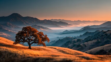 Obraz premium Lone majestic oak tree on a rolling hill during a golden sunset. The beautiful valley below is filled with an ethereal and breathtaking layer of fog.