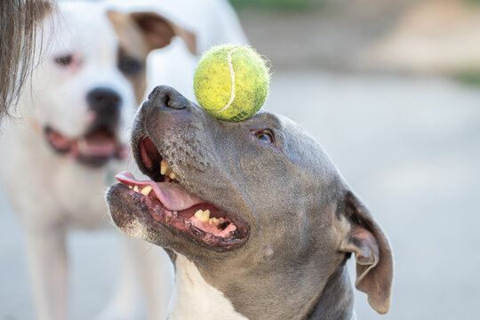 older pitbull female dog is being taught a new trick as human hand balances tennis ball on dog nose while another dog watches