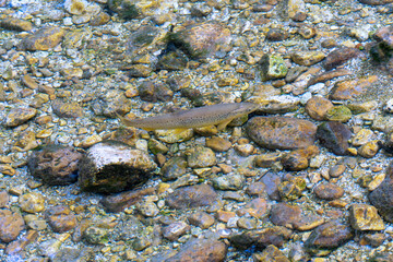 Italy Abruzzo Villetta Barrea Sangro stream, a trout swims in the clear water
