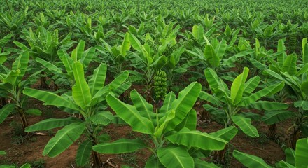Lush Green Banana Plantation Under Bright Sunlight
