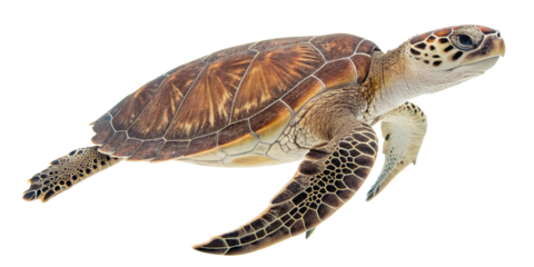 Marine Turtle in Motion Against White Background

