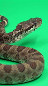 Brown Patterned Snake on Bright Green Screen Background, Reptile Studio Shot