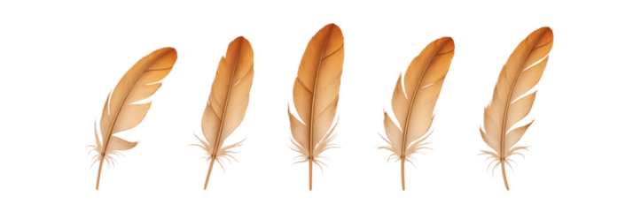 Elegant feathers arranged in row, showcasing gradient of warm tones and intricate details. Perfect for artistic or decorative purposes