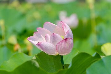 夏の陽射しに咲くピンク色の蓮の花