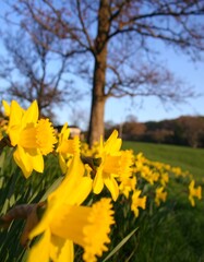 Obraz premium Spring flowers in a park