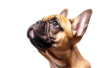 Curious Fawn French Bulldog Looking Up - Detailed Studio Portrait isolated on a transparent background