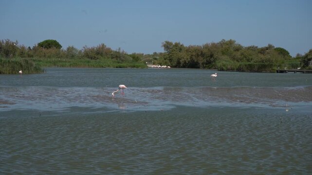 Flamants roses marchant et buvant lentement autour d&rsquo;un &eacute;tang &ndash; Camargue (ralenti)