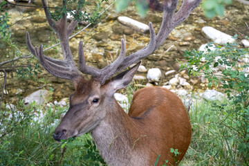 Italy Abruzzo Villetta Barrea along the promenade of the Sangro stream adult wild deer feed on vegetation near tourists