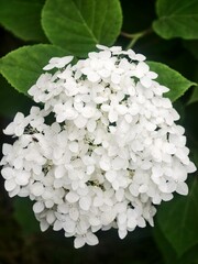 White hydrangea paniculata in the garden