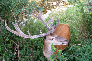 Italy Abruzzo Villetta Barrea along the promenade of the Sangro stream adult wild deer feed on vegetation near tourists