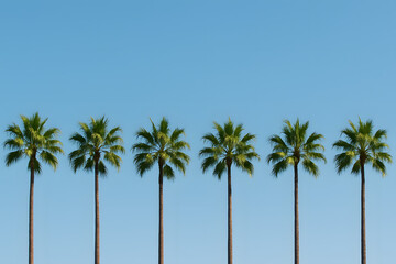 Obraz premium row of palm trees with clear blue sky, repeating style