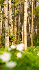 Obraz premium Spring forest with sunlight filtering through