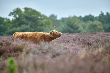 highland cow with horns with flowering heather
