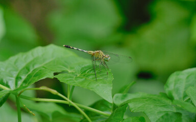 dragonfly on green leaf