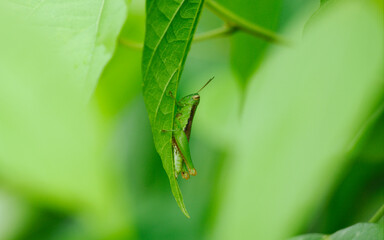 close up of a green grass