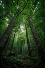 Fototapeta premium Lush Green Forest Canopy with Towering Trees and Woodland Floor Ecosystem, Vertical Perspective