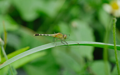 dragonfly on a leaf