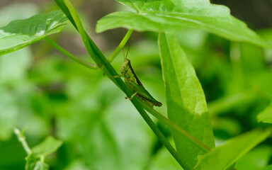 grasshopper on a leaf