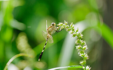 dragonfly on a leaf