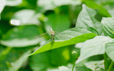 dragonfly on a green leaf
