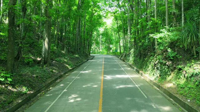 Aerial view on road passing through the tall, dense mahogany trees of the Bilar Man-Made Forest in Bohol, Philippines.