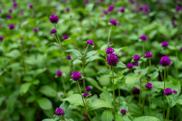 Fototapeta premium 千日紅