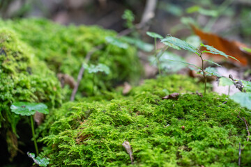苔と草