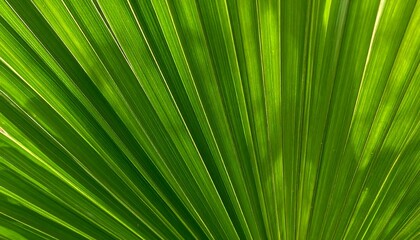 A close-up view of a vibrant palm leaf, showcasing its intricate network of parallel veins.