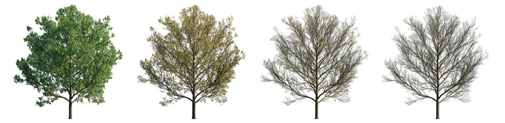 Summer and Autumn Tree in stages of leaf fall: from a completely green tree to completely fallen leaves isolated png on transparent background premium cutout. Foreground tree