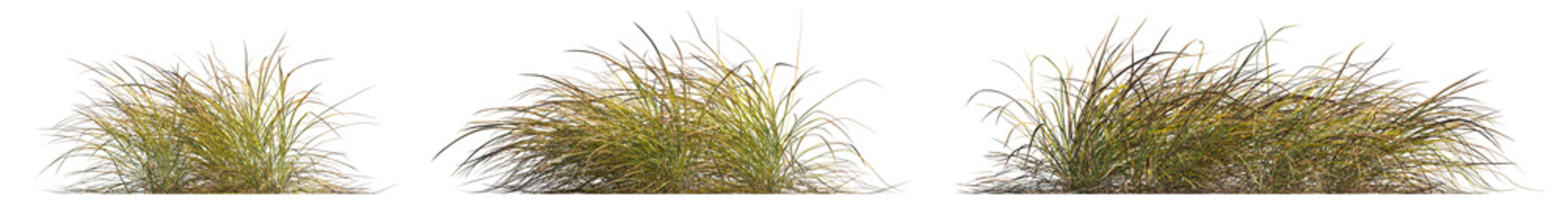 Anemanthele lessoniana grass isolated png on a transparent background premium cutout (Stipa arundinacea, Pheasant's Tail Grass or Gossamer Grass)