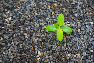Green plant growing from pebbles on the ground. Nature background