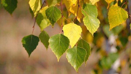 Close-up view of vibrant autumnal birch leaves, showcasing a mix of golden yellow and deep green hues against a softly blurred background.