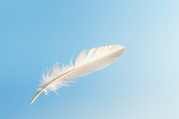 Fototapeta premium Feather bird sky lightweight.