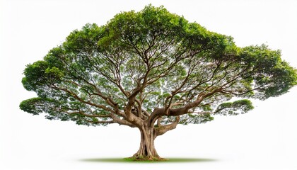 big tropical tree with curved trunk and detailed branches cut out on white background