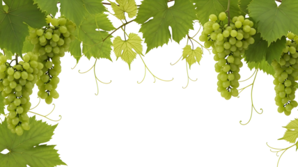 Fresh green grapes with lush vine leaves elegantly framing a clean white background, highlighting nature's bounty and healthy living, ideal for culinary or design projects.