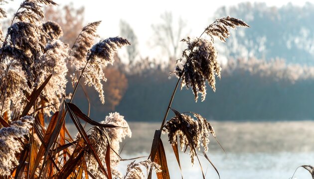 Frozen reeds by a misty lake