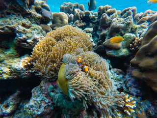 Fantastic sea life with striped sergeant major fish and corals in a natural habitat, beautiful tropical turquoise water, underwater shot.