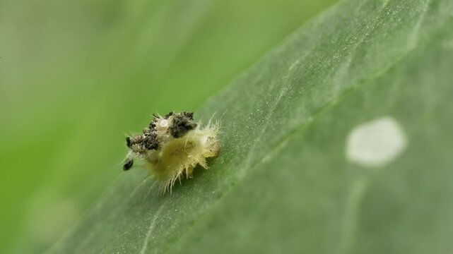 Macro shooting of Cassida viridis larva on a green plant leaf