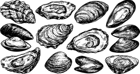Oysters engraving vector set. Seafood shell fresh luxury, bivalves clams mussels mollusks ocean marine restaurant food, hand drawn sketch black monochrome isolated vectors