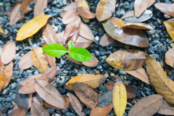 Young plant growing out of a small pile of fallen leaves on the ground