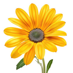 Obraz premium Yellow Daisy Flower Blooming Solo in Natural Outdoor Setting.